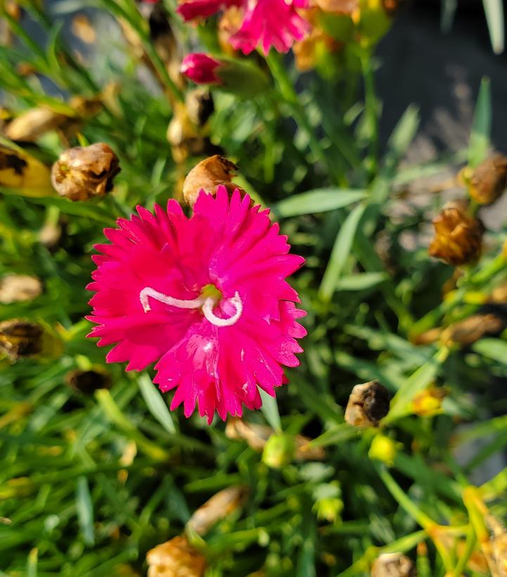 Dianthus hybrid 'Paint the Town Red'