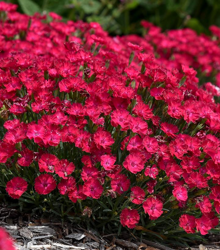 Dianthus hybrid 'Paint the Town Red'