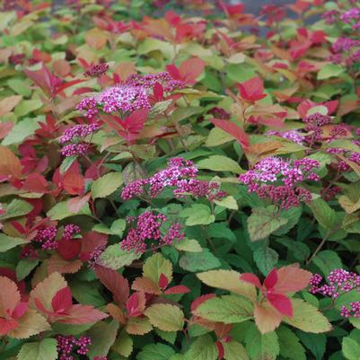 Spiraea Double Play® Double Play Big Bang®