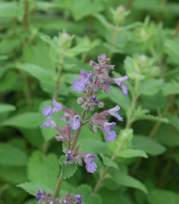 Nepeta muss. Blue Wonder