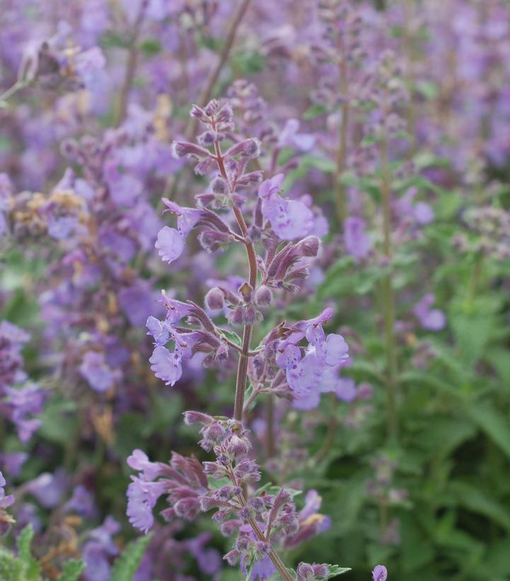 Nepeta racemosa 'Walkers Low'