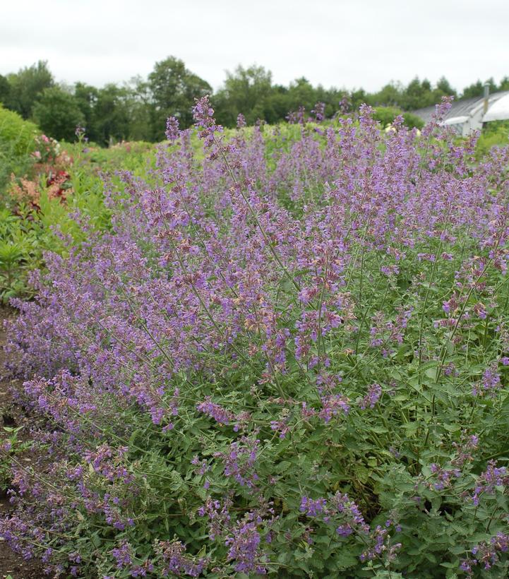 Nepeta racemosa 'Walkers Low'