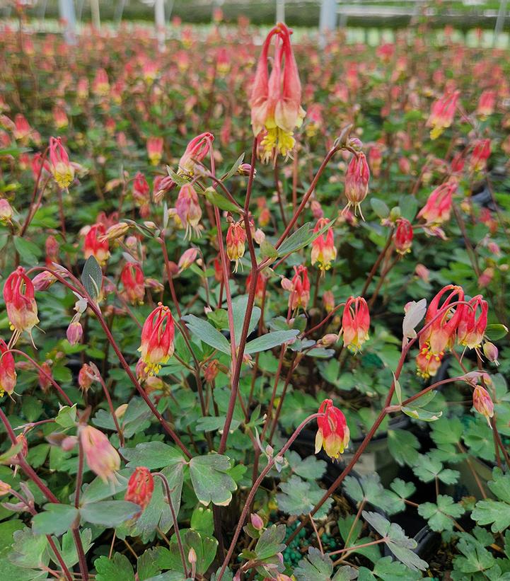 Aquilegia can. Little Lanterns