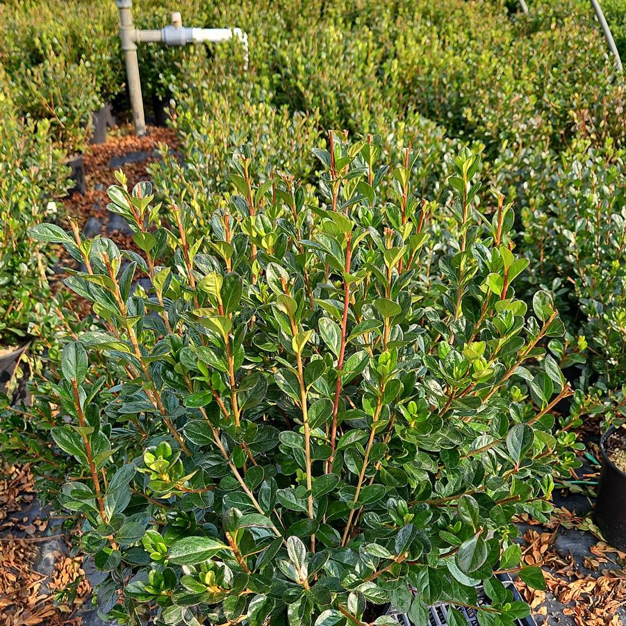 Azalea 'Stewartstonian'