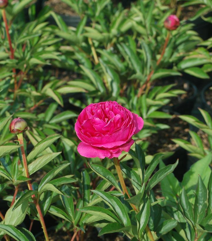 Paeonia lactiflora Kansas