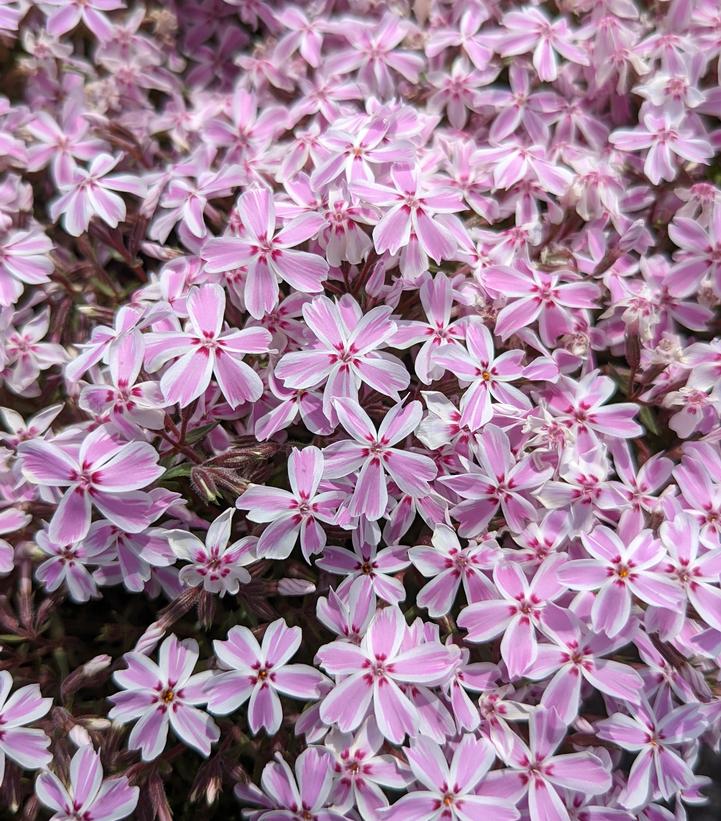 Phlox subulata 'Candy Stripe'