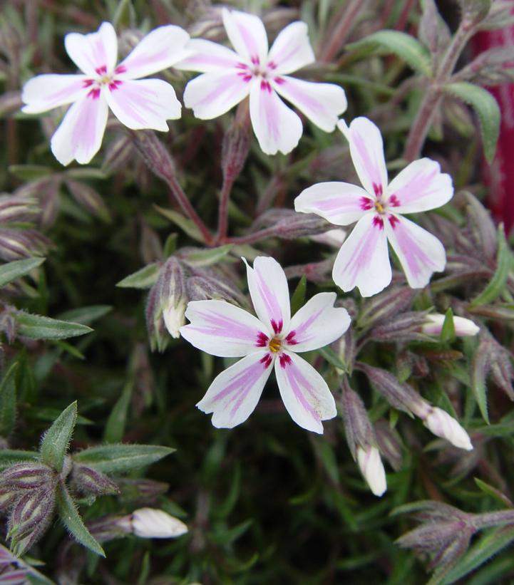 Phlox subulata 'Candy Stripe'