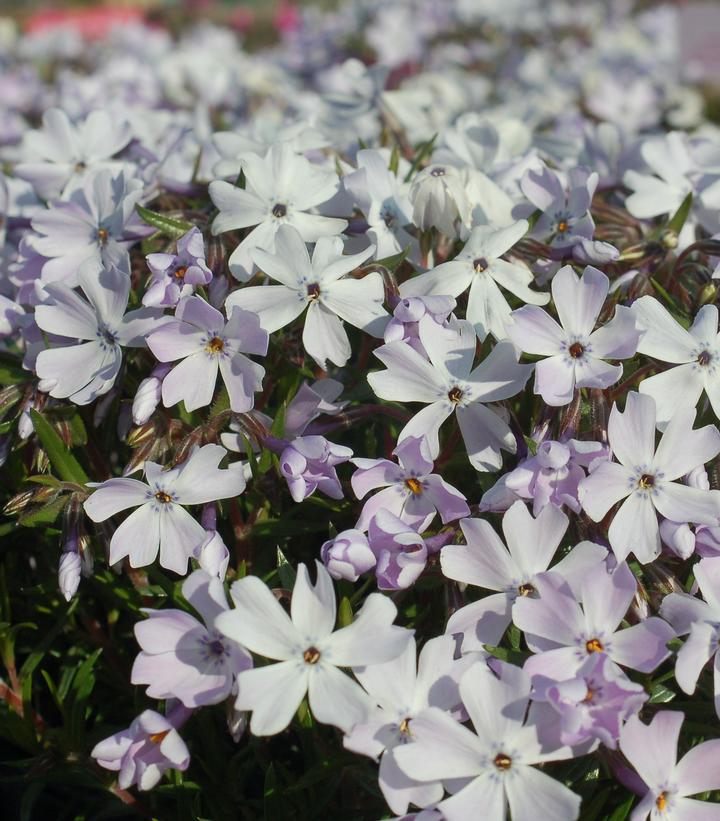 Phlox subulata 'Emerald Blue'