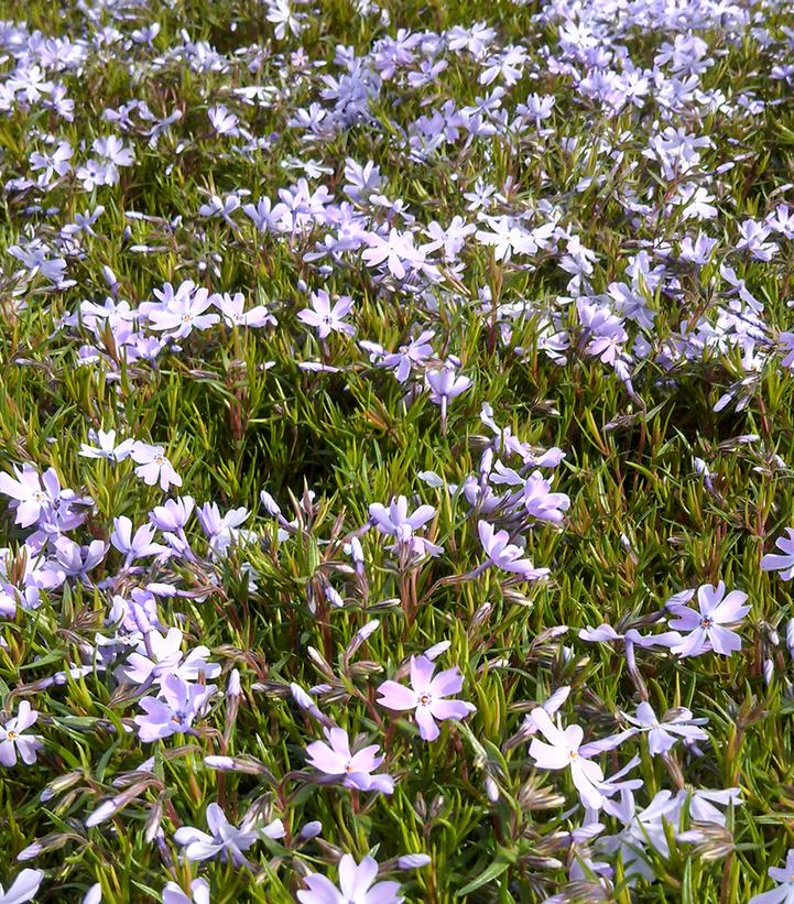 Phlox subulata 'Emerald Blue'