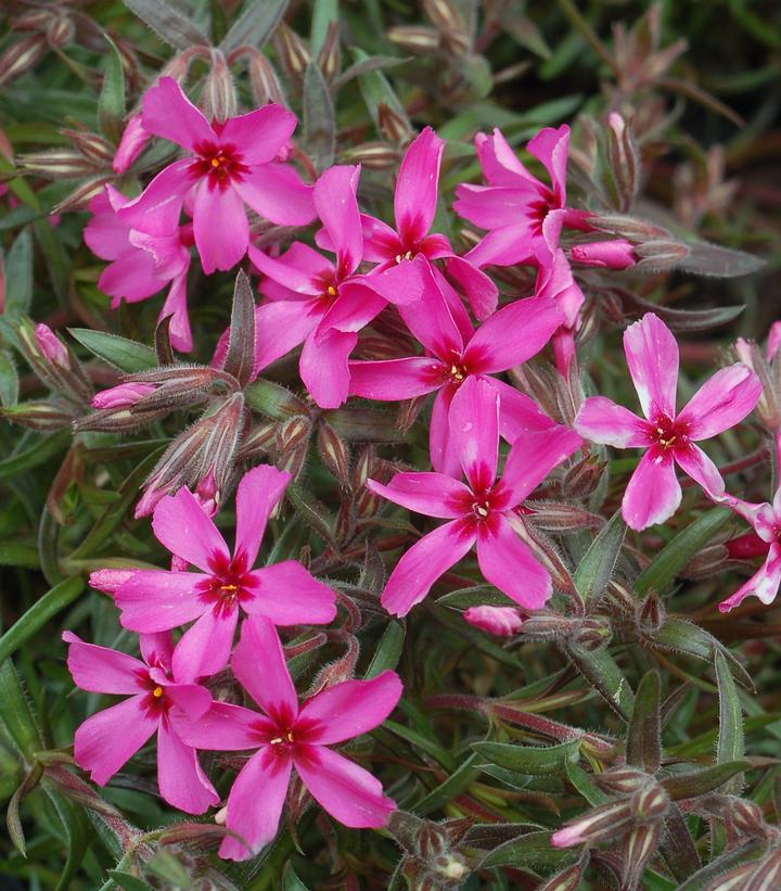 Phlox subulata Scarlet Flame