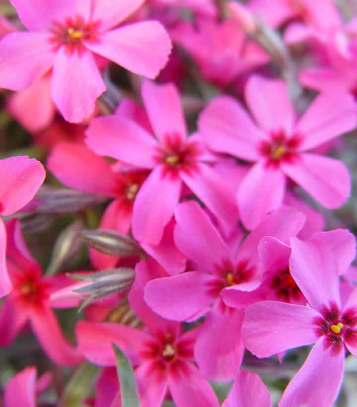 Phlox subulata Scarlet Flame