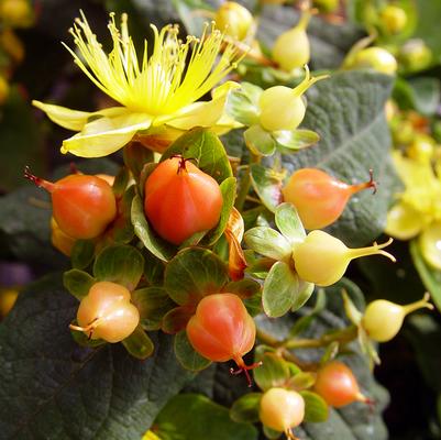 Hypericum inodorum Pumpkin