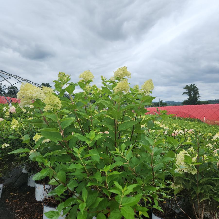 Hydrangea pan. 'Limelight'