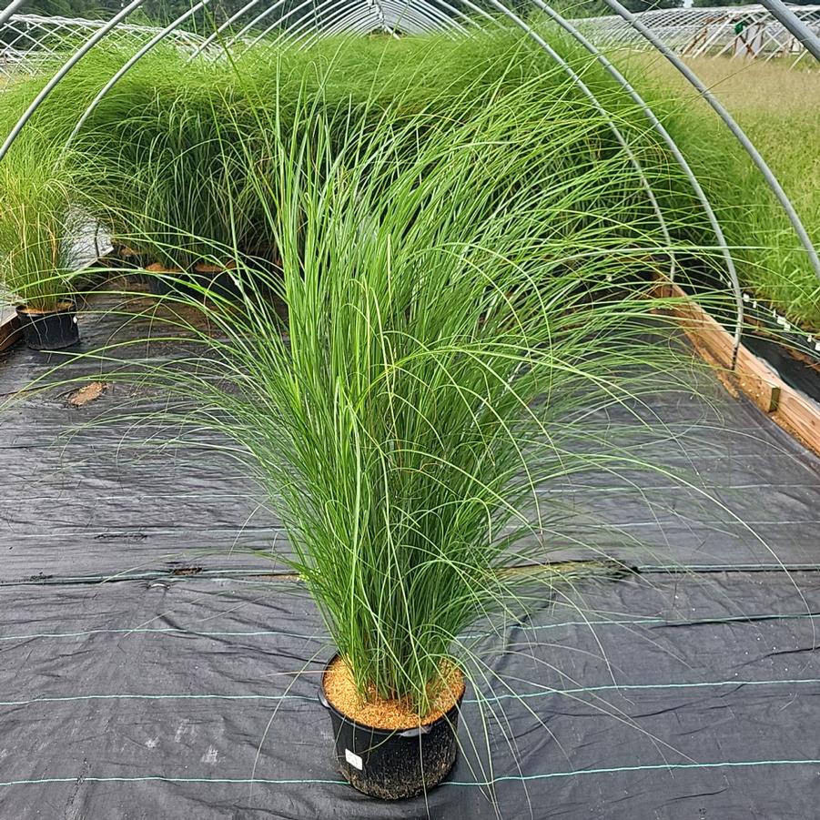 Miscanthus sinensis 'Gracillimus'