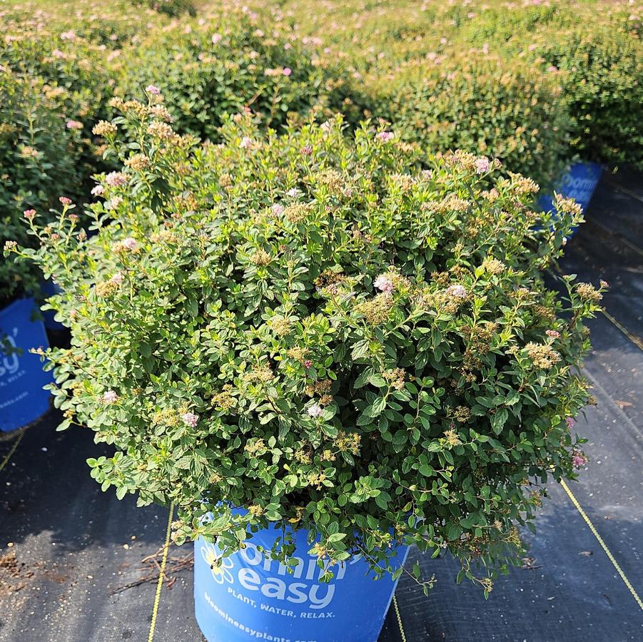 Spiraea Poprocks® Petite