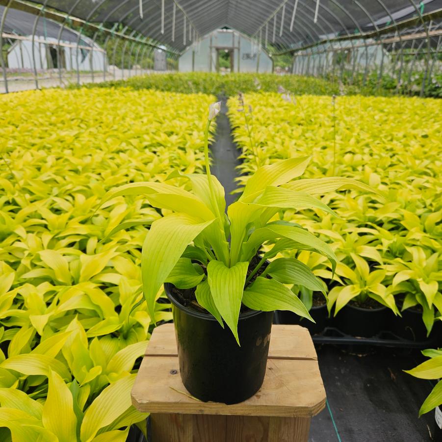 Hosta 'Dancing Queen'