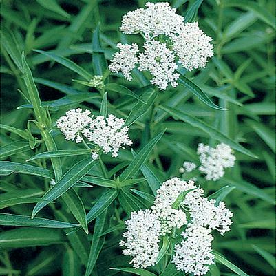 Asclepias incarnata 'Ice Ballet'