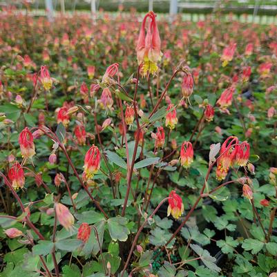 Aquilegia can. Little Lanterns