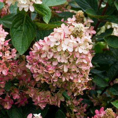 Hydrangea pan. Flare™