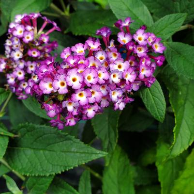 Buddleia Blueberry Pie™