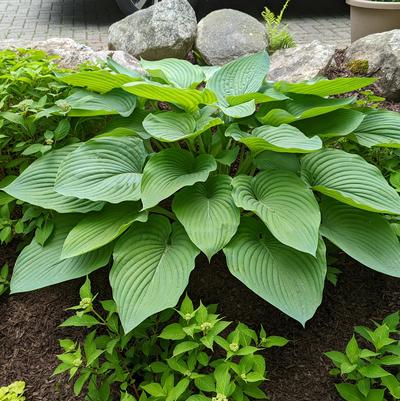 Hosta hybrid Shadowland® Shadowland® Empress Wu