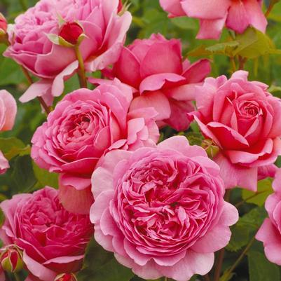 Rosa Princess Alexandra of Kent