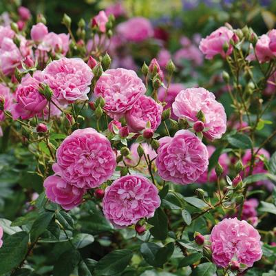 Rosa Harlow Carr®