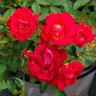 Rosa Red Drift®