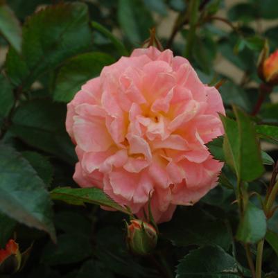 Rosa Peach Drift®