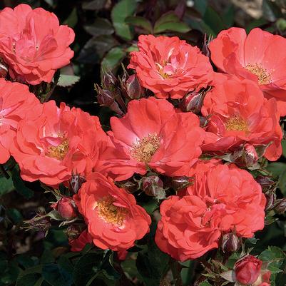 Rosa Coral Drift®