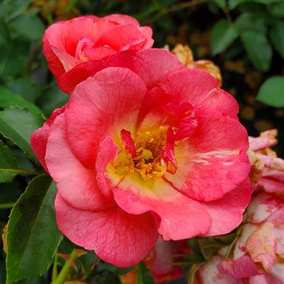 Rosa Easy Elegance® Sunrise Sunset