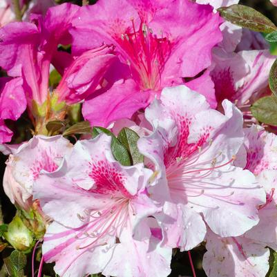 Azalea Encore® Autumn Twist®