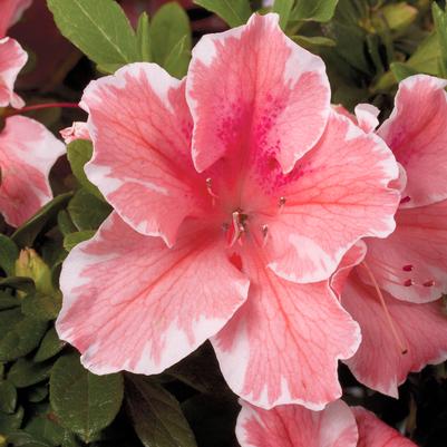 Azalea Encore® Autumn Sunburst®