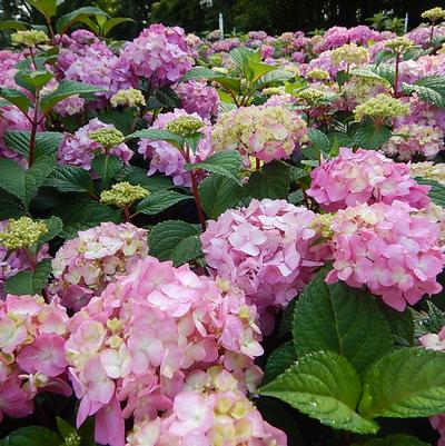 Hydrangea mac. Endless Summer® Collection Endless Summer® Bloomstruck®