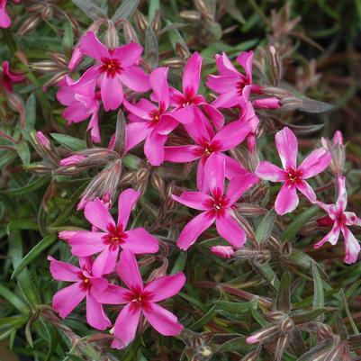 Phlox subulata Scarlet Flame