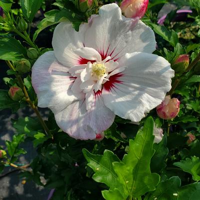 Hibiscus syriacus Fiji™