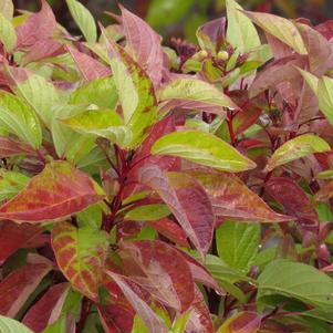 Cornus sericea Firedance™