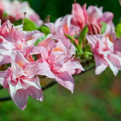 Azalea Electric Lights™ Double Pink