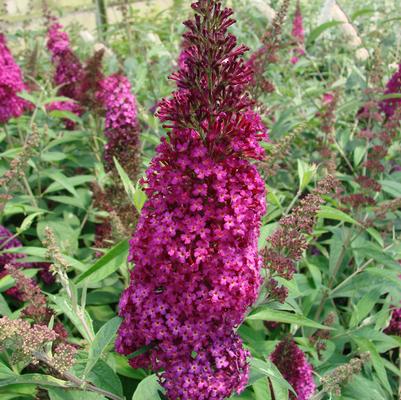 Buddleia davidii Funky Fuchsia™