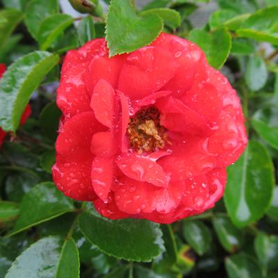 Rosa Flower Carpet Scarlet