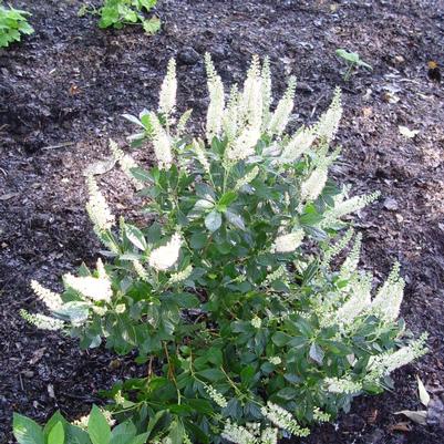 Clethra alnifolia 