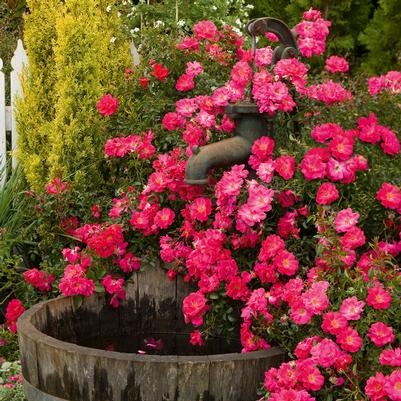 Rosa Flower Carpet Pink Supreme