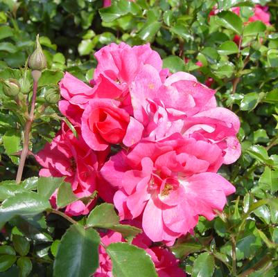 Rosa Flower Carpet- Pink