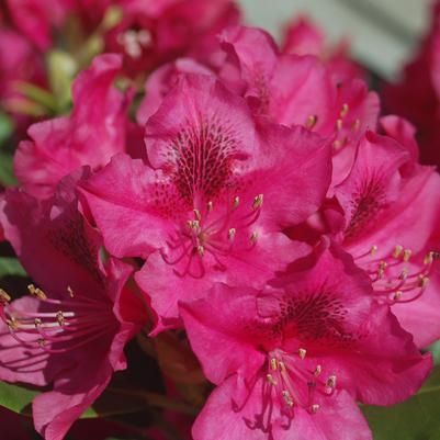 Rhododendron cat. Nova Zembla