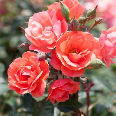 Rosa Knock Out® Coral Knock Out®