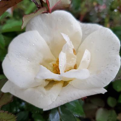 Rosa White Knock Out®