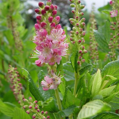 Clethra alnifolia 'Ruby Spice'