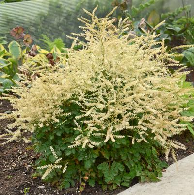 Aruncus hybrid Chantilly Lace