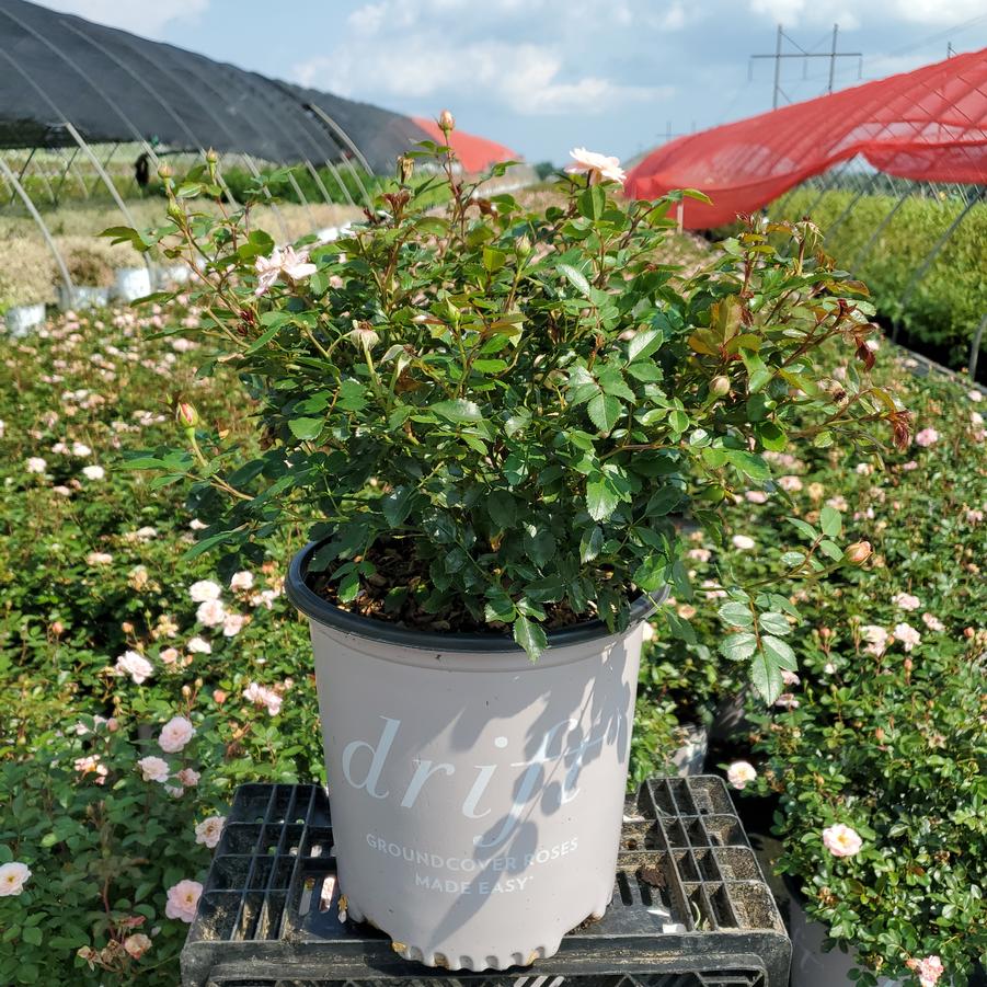 Rosa Apricot Drift®