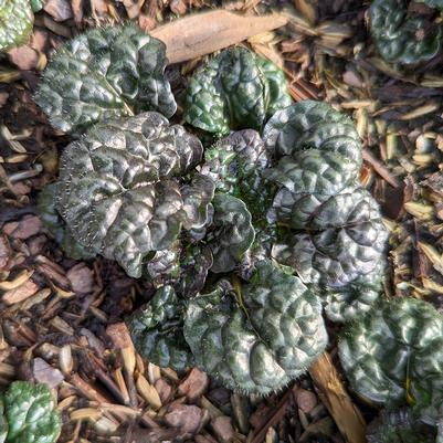 Ajuga pyramidalis Metalica Crispa